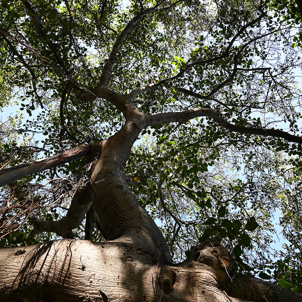 image of Lahaina's famous Banyan tree